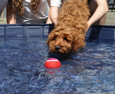 2026 06 Chilli Pool 2