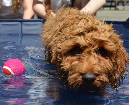 2026 06 Chilli Pool 3