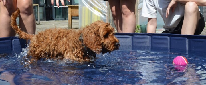 Chilli's First Paddle