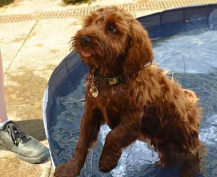 2026 06 Chilli Pool 5