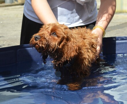 2026 06 Chilli Pool 6