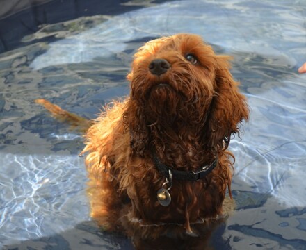 2026 06 Chilli Pool 7