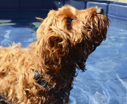 2026 06 Chilli Pool 8